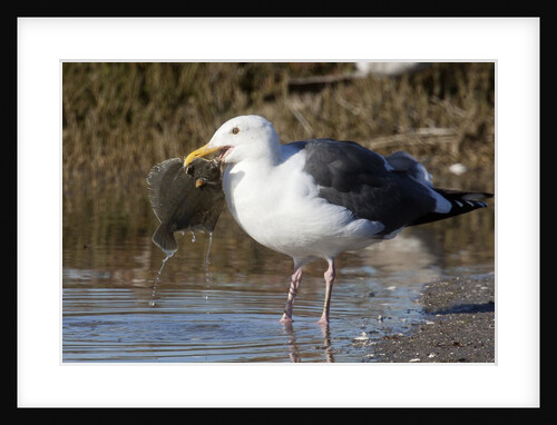 Western Gull catchs a flatfish by Anonymous