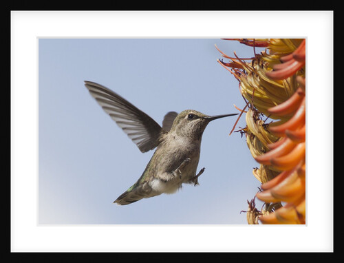 Anna's Hummingbird flying to flowers by Anonymous