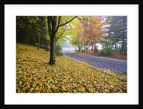 Fall colors in morning fog, Happy Valley, Oregon by Anonymous