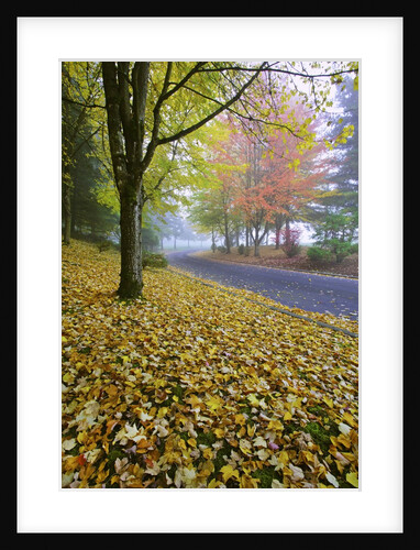 Fall colors in morning fog, Happy Valley, Oregon by Anonymous
