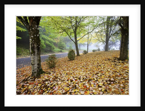 Fall colors in morning fog, Happy Valley, Oregon by Anonymous