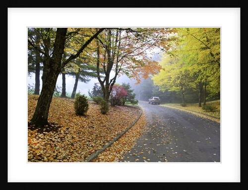 Fall colors in morning fog, Happy Valley, Oregon by Anonymous
