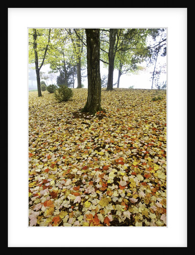 Fall colors in morning fog, Happy Valley, Oregon by Anonymous
