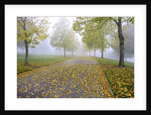Fall colors in morning fog, Happy Valley, Oregon by Anonymous