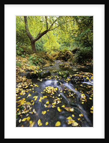Fall colors, Crystal Spring Garden, Portland, Oregon by Anonymous