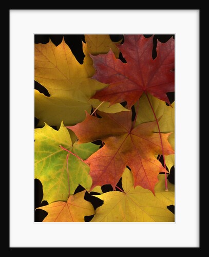 Autumn maple leaves by Anonymous