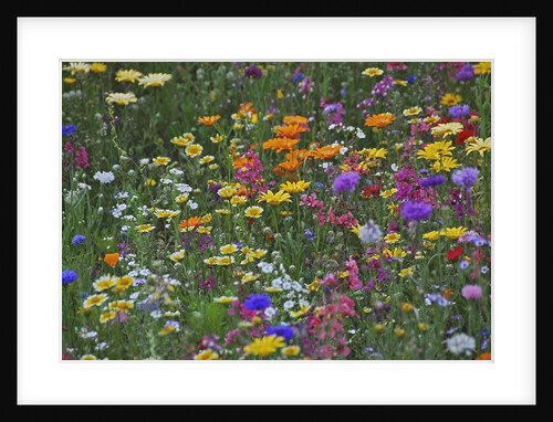 Colorful wildflower mixture by Anonymous