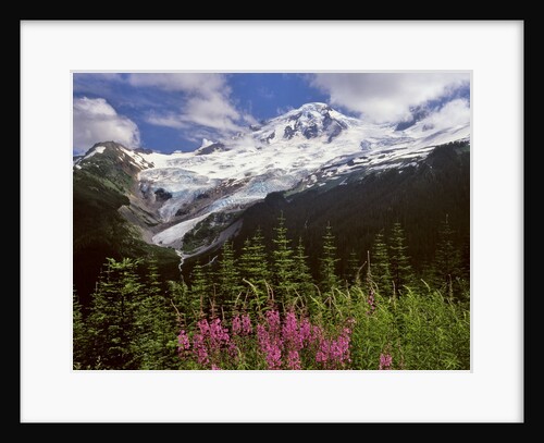 Fireweed flowers below Mt. Baker by Anonymous