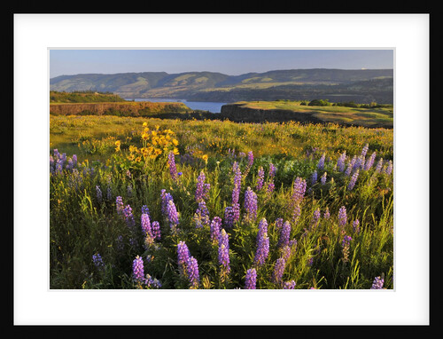 Rowena Plateau wildflowers by Anonymous