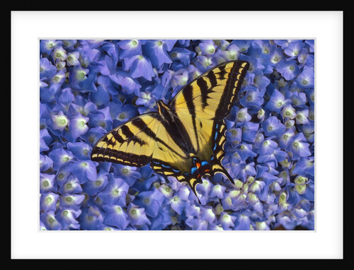 Tiger swallowtail butterfly by Anonymous