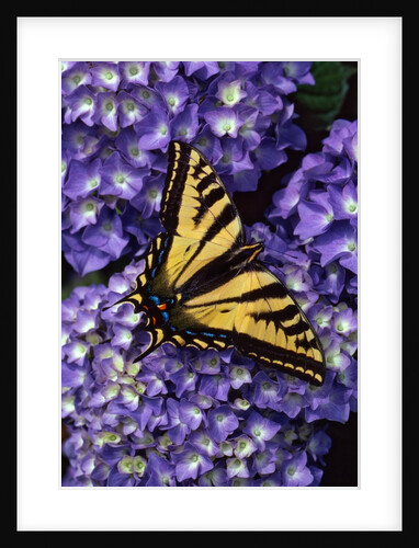 Tiger swallowtail butterfly by Anonymous