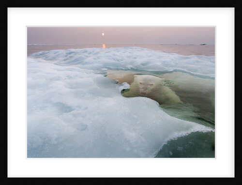 Polar Bear, Hudson Bay, Canada by Anonymous
