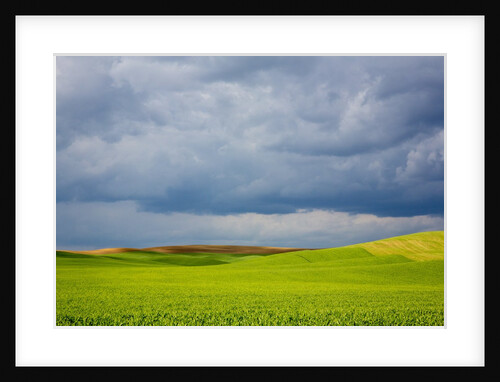 Spring Rolling Hills of Wheat and Fallow fields by Anonymous