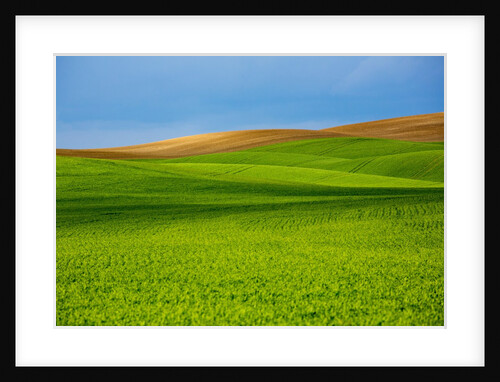 Spring Rolling Hills of Wheat and Fallow fields by Anonymous