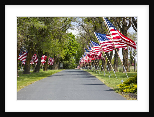 United States of America Flags Lining Tree Lined Road by Anonymous