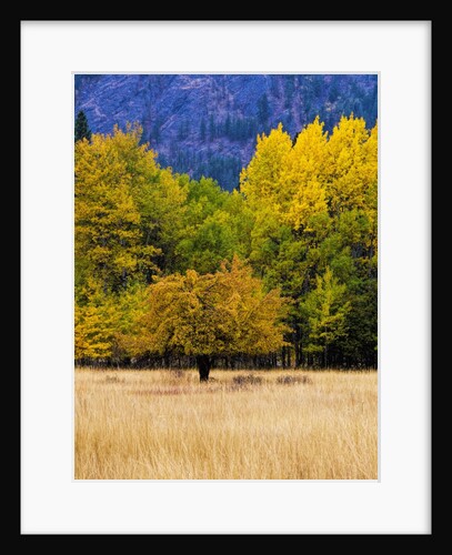 Autumn Aspen Trees in Color by Anonymous