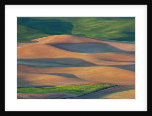 Spring Rolling Hills of Wheat and Fallow fields by Anonymous