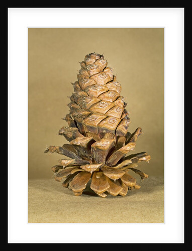 Ponderosa pine cone by Anonymous
