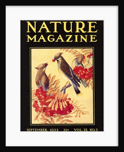 Nature Magazine Cover, Birds by Anonymous