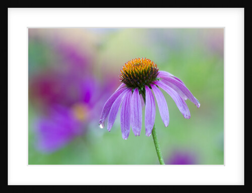 Purple coneflower by Anonymous