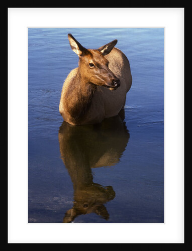 Cow elk, Yellowstone Naational Park, Wyoming. USA. by Anonymous