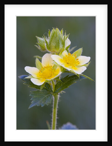 Cinquefoil by Anonymous