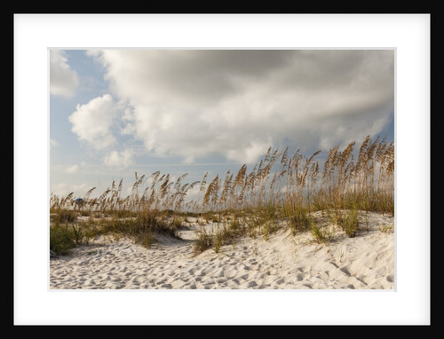 Gulf Coast State Park by Anonymous