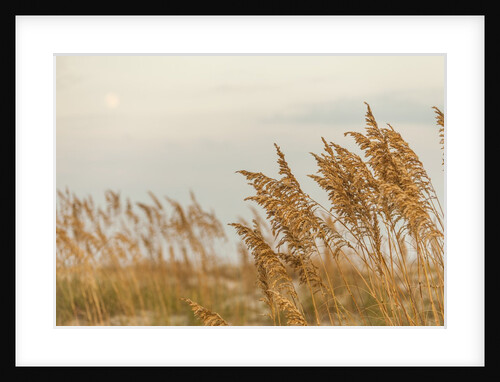 Gulf Coast State Park by Anonymous