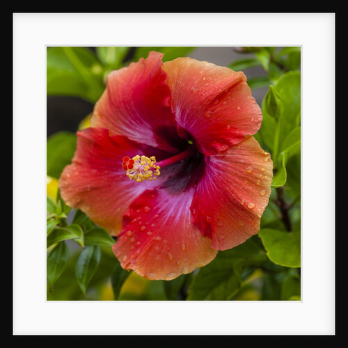 Close-up of Hibiscus flower by Anonymous