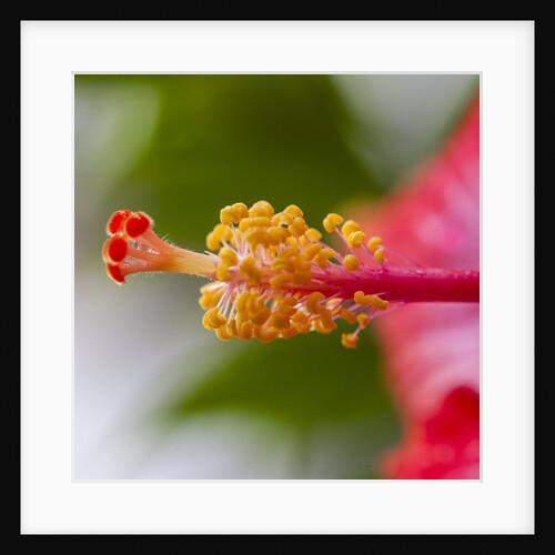 Close-up of Hibiscus flower by Anonymous