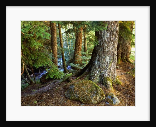 Forest along the Zig Zag River by Anonymous