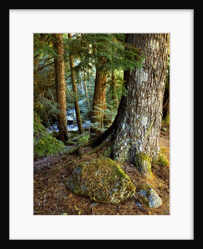 Forest along the Zig Zag River by Anonymous