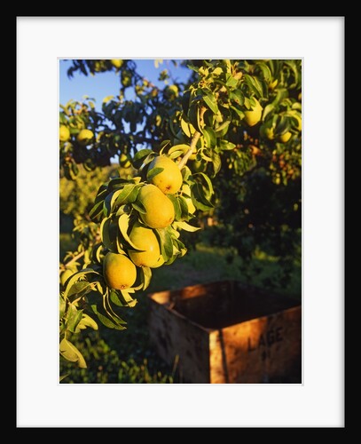 Anjou pears on tree branch by Anonymous