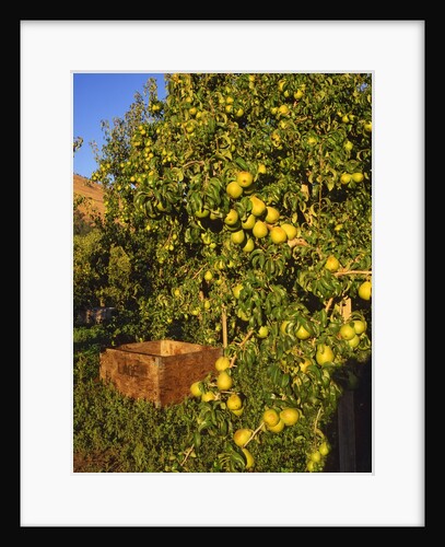Anjou pears by Anonymous