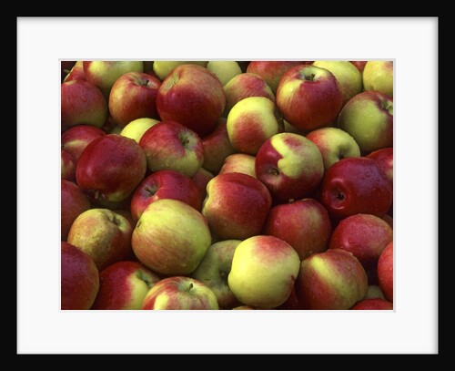 McIntosh apples by Anonymous