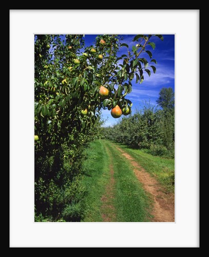 Bartlett pears by Anonymous