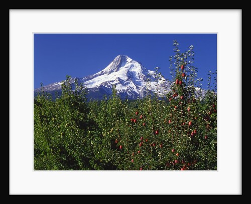 Red Bartlett pear orchard below Mt. Hood by Anonymous