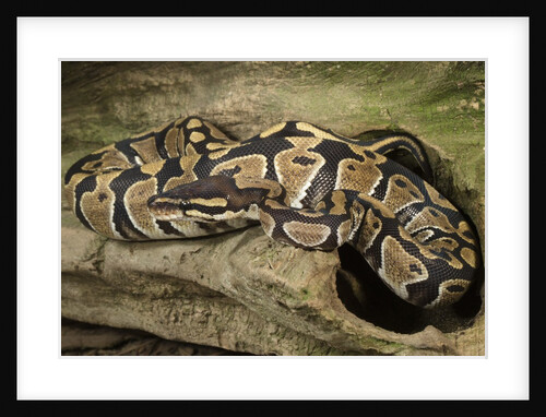 Ball Python by Anonymous