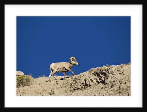 Bighorn Sheep by Anonymous