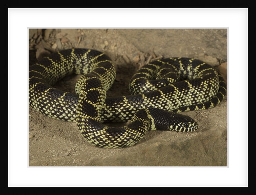 Desert King snake by Anonymous