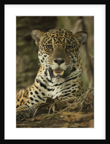 Jaguar by Anonymous