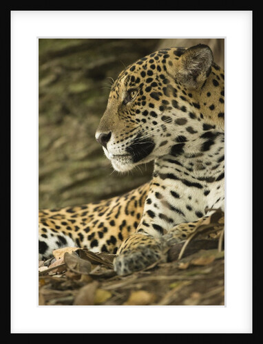 Jaguar Profile by Anonymous
