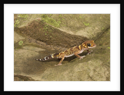 Thick-Tailed Gecko by Anonymous