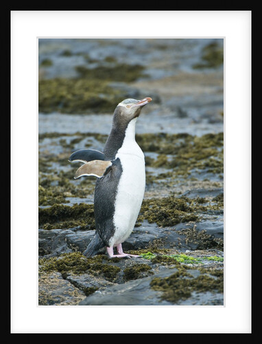 Megadyptes antipodes by Anonymous