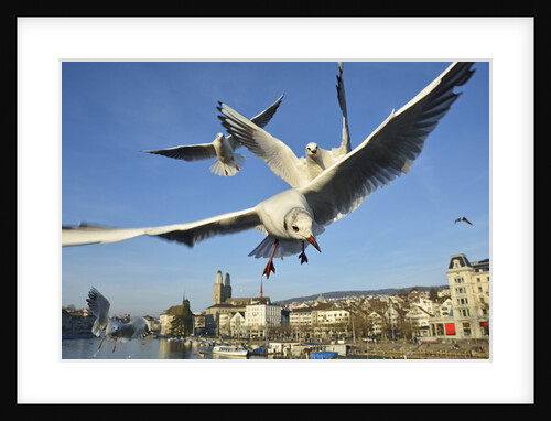 Seagulls over the city of Zurich, Switzerland by Anonymous