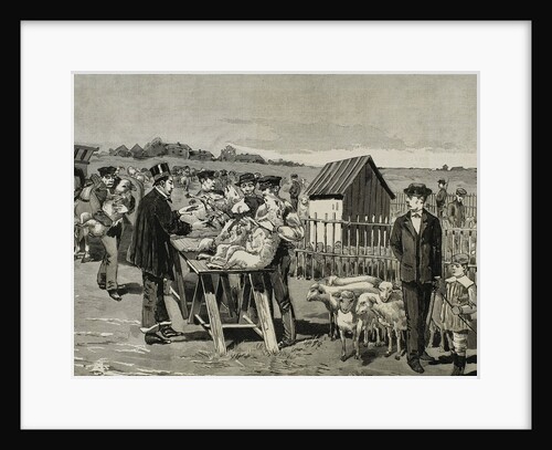 PASTEUR, Louis (1822-1895). Vaccination of sheep against anthrax. by Anonymous