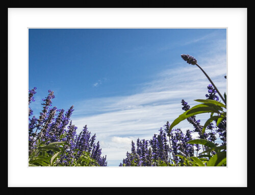 Lavendar farm, Furano, Hokkaido Prefecture, Japan by Anonymous