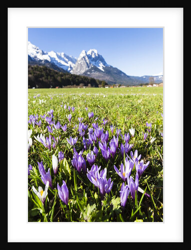 Spring Crocus by Anonymous