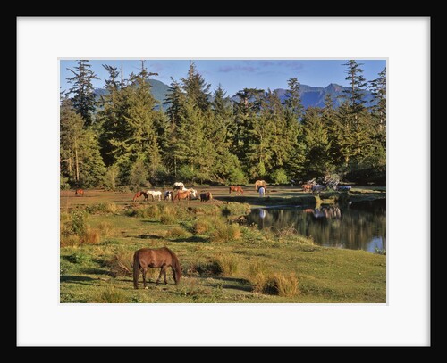 Horses in meadow by Anonymous