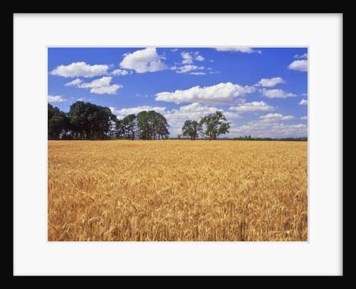 Wheat field and oak trees by Anonymous